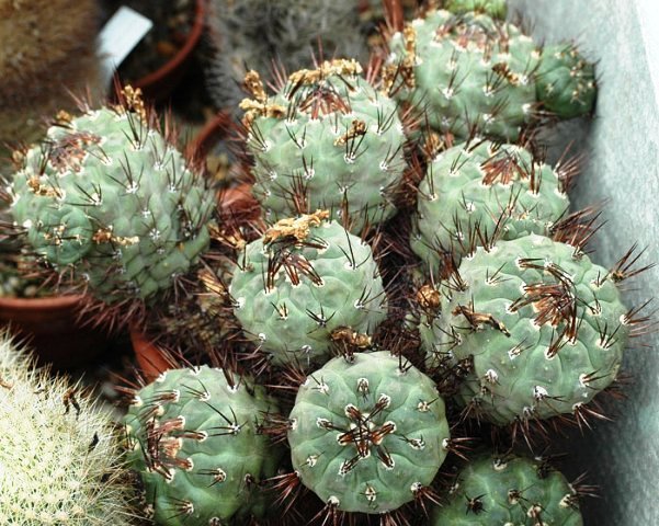 Weingartia_neumanniana